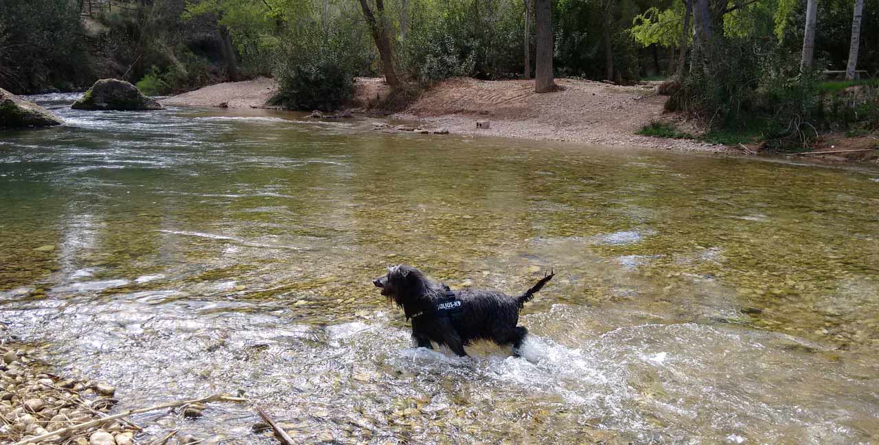 Por qué Casas Rurales de Vicorto es el destino perfecto para viajar con tu mascota