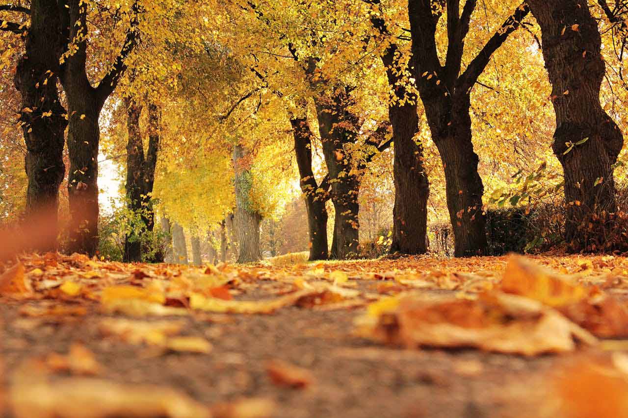 Sonidos, aromas y colores de la Sierra del Segura en otoño